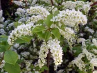 Cerisier  grappes, Bois puant, Prunus padus