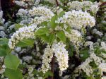 Cerisier à grappes, Arbre muguet, Prunus padus Cerisier à grappes, Arbre muguet, Prunus padus