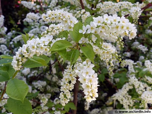 Cerisier à grappes, Arbre muguet, Prunus padus
