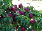 Nectarinier et ses nectarines, Prunus persica Nectarinier et ses nectarines, Prunus persica