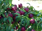 Nectarinier (Nectarine)