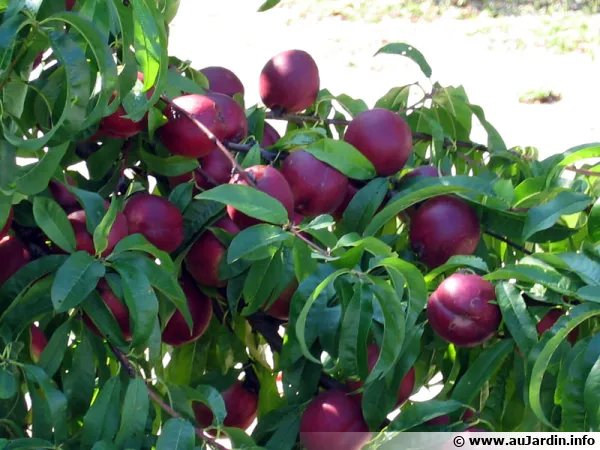 Nectarinier et ses nectarines, Prunus persica