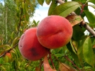 Un arbre pour les gourmets sur mon balcon