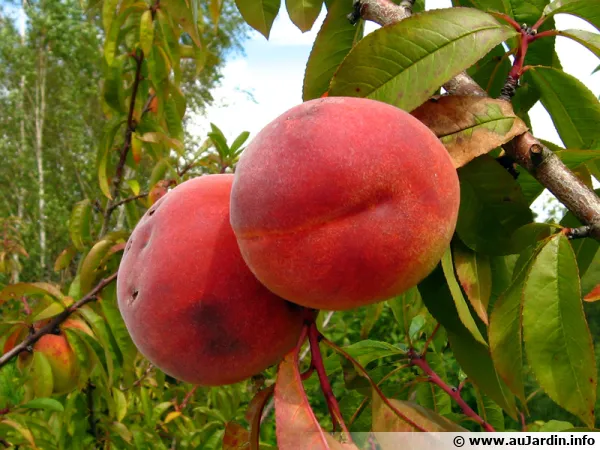 Un arbre pour les gourmets sur mon balcon