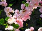 Amandier de Chine, Amandier  fleurs, Prunus triloba