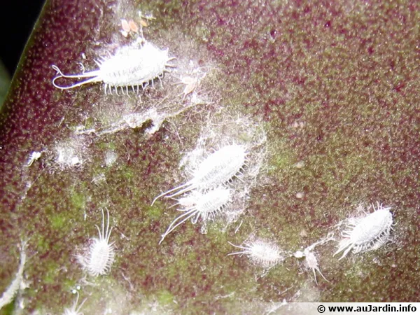 La cochenille farineuse est un parasite commun des plantes d'intrieur