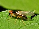 Protger ses carottes contre la mouche