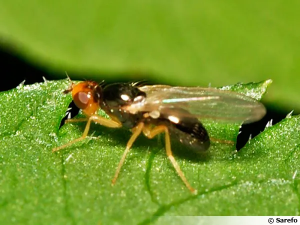 Mouche de la carotte, Psila rosae