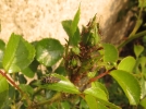 Transformez votre jardin en paradis pour coccinelles