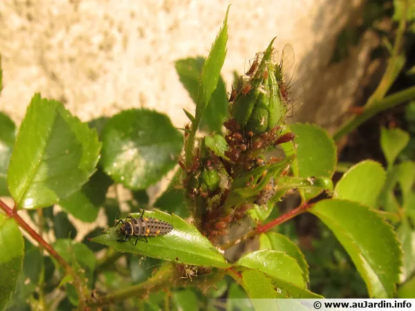 Comment attirer les coccinelles au jardin