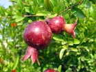 Grenadier (Grenade), Punica granatum