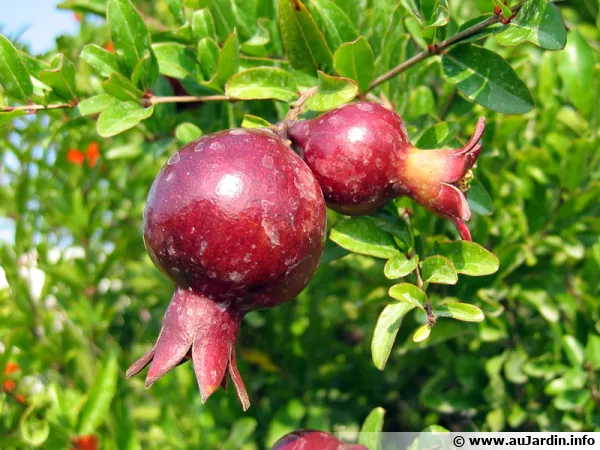 La grenade, un fruit aux nombreuses propriétés