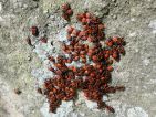 Groupe de gendarmes, Pyrrhocoris apterus