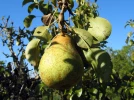 Poirier (Poire), Pyrus communis