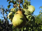 Poirier (Poire), Pyrus communis