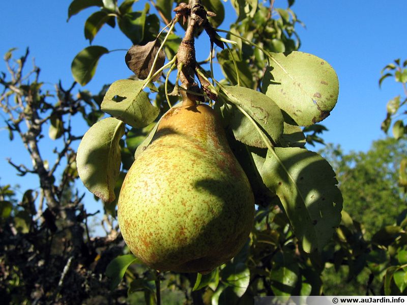 Poirier (Poire) planter, cultiver, récolter