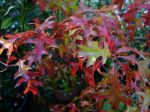 Chêne des marais, Quercus palustris Chêne des marais, Quercus palustris