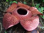 Rafflesia arnoldii pousse dans les jungles d'Asie du Sud-Est Rafflesia arnoldii pousse dans les jungles d'Asie du Sud-Est