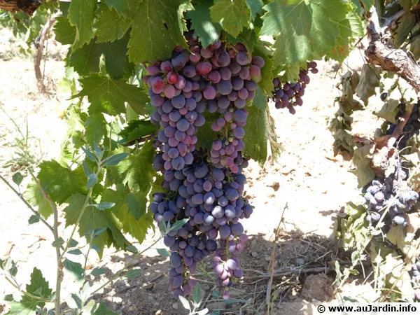 Sous le rond fruit, se cachent de nombreuses propriétés thérapeutiques qui font du raisin un allié santé !