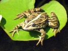 La grenouille verte, une attraction autour du bassin