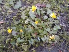 Ficaire fausse-renoncule, Herbe aux hmorrodes, Ranunculus ficaria