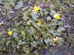 Ficaire fausse-renoncule, Herbe aux hémorroïdes, Ranunculus ficaria
