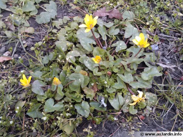 Ficaire fausse-renoncule, Herbe aux hémorroïdes, Ranunculus ficaria :  planter, cultiver, multiplier
