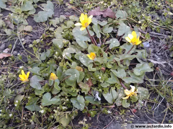 Ficaire fausse-renoncule, Herbe aux hémorroïdes, Ranunculus ficaria