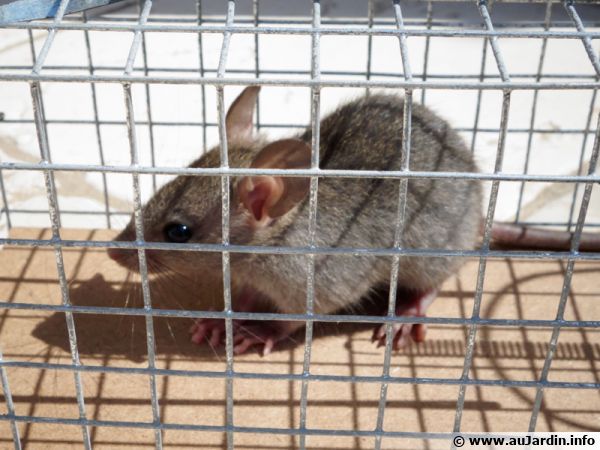 Un rat capturé dans une cave qui a ensuite été relâché loin de la maison !