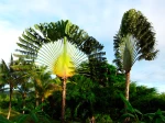 Arbre du voyageur, Ravenala madagascariensis