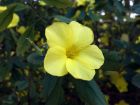 Lin jaune arbustif, Reinwardtia indica