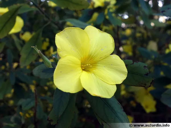 Lin jaune arbustif, Reinwardtia indica