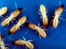 Les termites