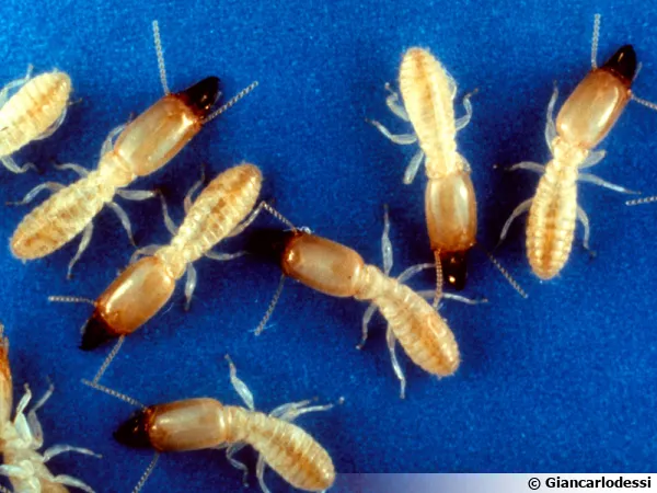 Reticulitermes flavipes (anciennement R. santonensis), le termite de Saintonge, originaire d'Amérique du Nord mais fréquent dans le Sud-Ouest de la France