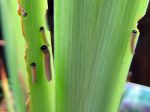 Tenthrède des iris, Rhadinoceraea micans