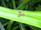 Un pige contre la mouche de la cerise