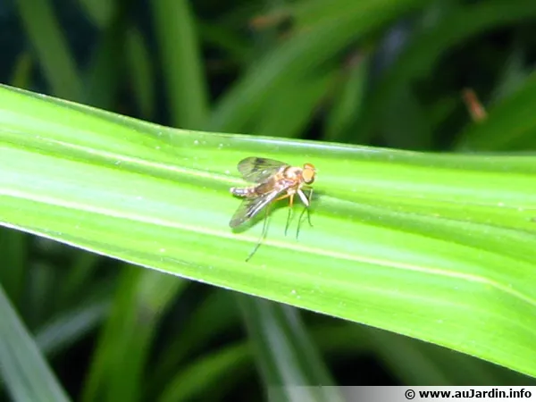 La mouche de la cerise