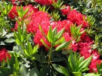 Rhododendron, Azalea