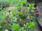Rhododendron ferrugineux, Rhododendron ferrugineum