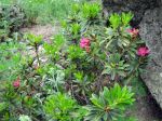 Fleur du rhododendron ferrugineux Fleur du rhododendron ferrugineux