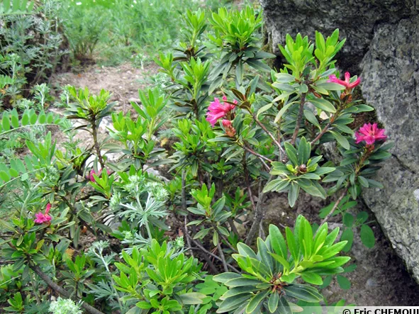 Fleur du rhododendron ferrugineux
