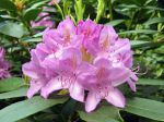 Fleurs de Rhododendron