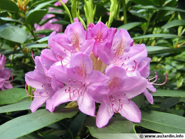Le marcottage est  privilgier pour le rhododendron