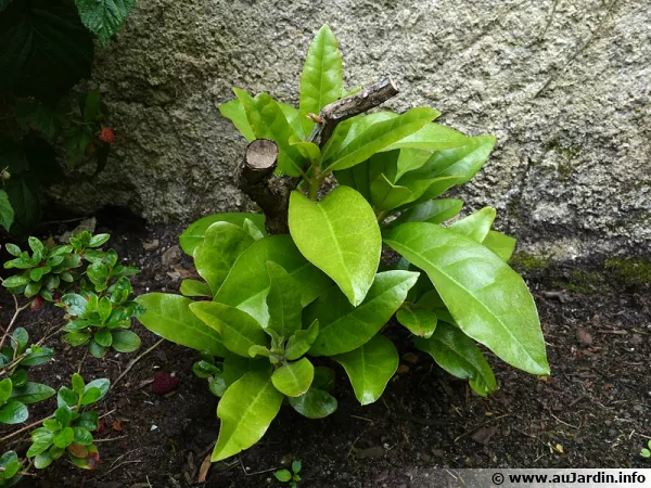 Rhododendron rabattu sévèrement, il redémarre sa végétation des charpentières restantes