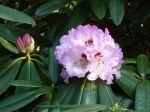 Rhododendron de Su-Tchuen, Rhododendron du Sichuan, Rhododendron sutchuenense Rhododendron de Su-Tchuen, Rhododendron du Sichuan, Rhododendron sutchuenense
