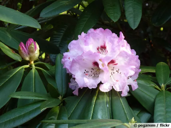Rhododendron de Su-Tchuen, Rhododendron du Sichuan, Rhododendron sutchuenense