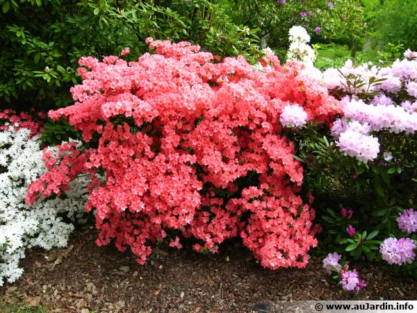 Les rhododendrons sont des plantes classiques de terre de bruyère