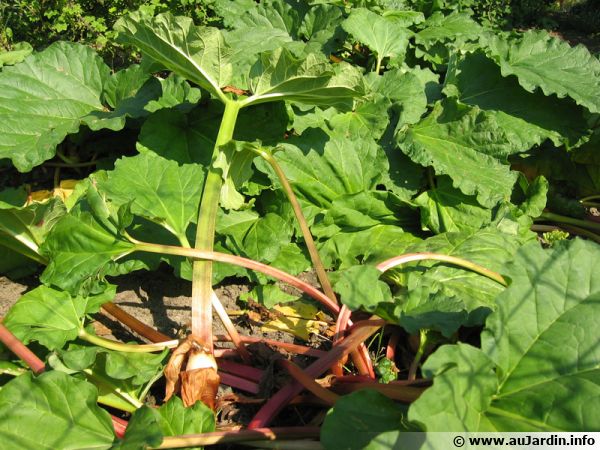 La rhubarbe peut être utilisé pour du purin dans la lutte contre certains insectes ravageurs