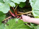 Rcolter la rhubarbe