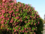Ribes sanguineum